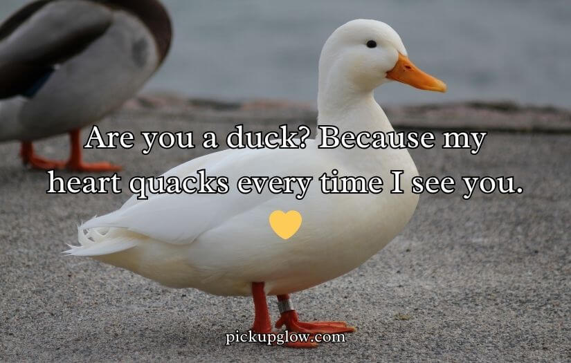 Duck Pick Up Lines