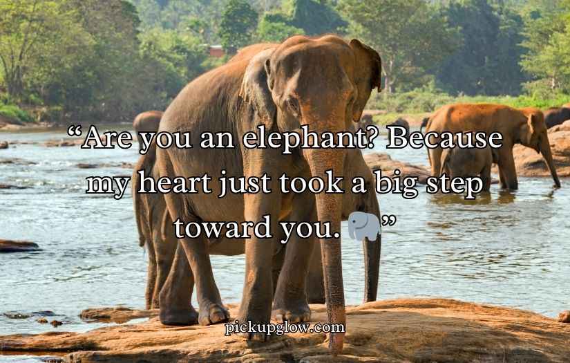 Best Elephant Pick Up Lines And Rizz