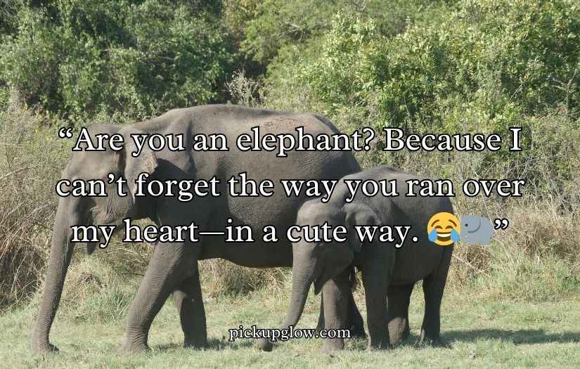 Best Elephant Pick Up Lines And Rizz