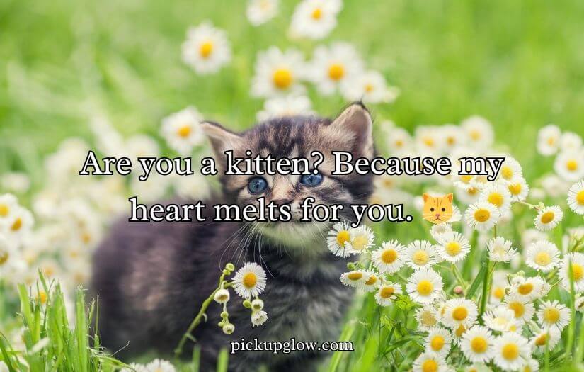 Animal Pick Up Lines