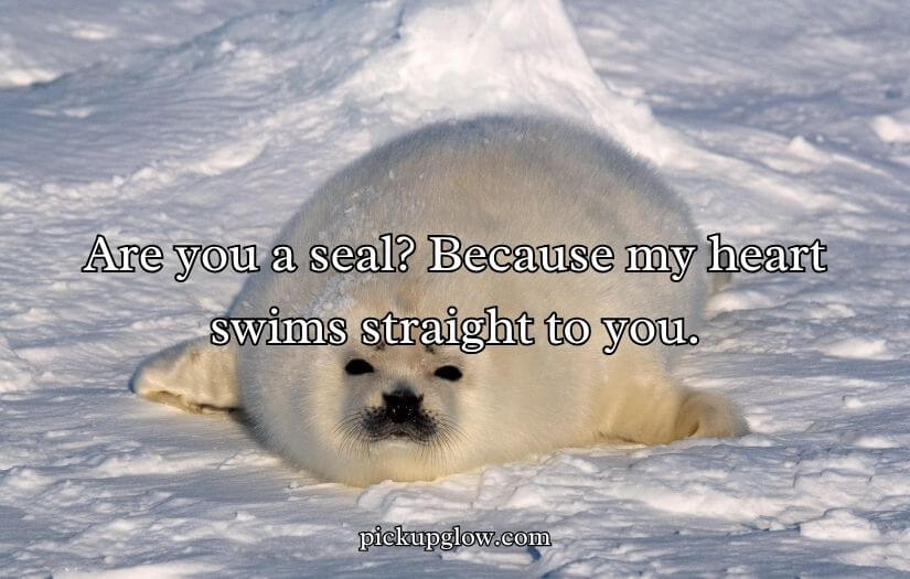 Seal Pickup Lines
