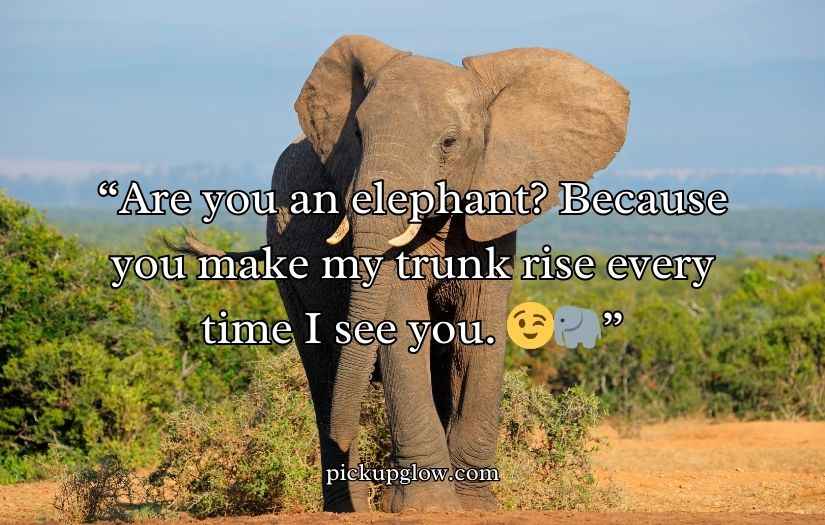 Best Elephant Pick Up Lines And Rizz