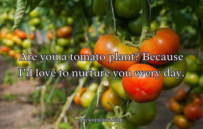 Tomato Pick Up Lines
