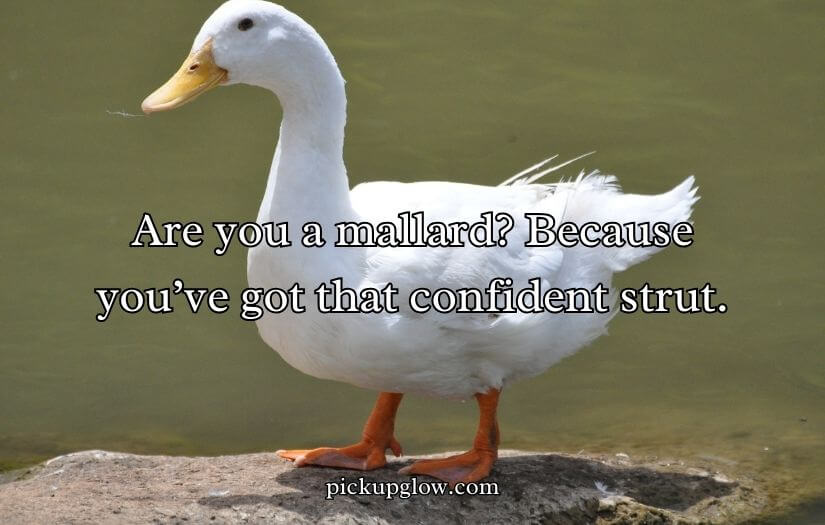 Duck Pick Up Lines