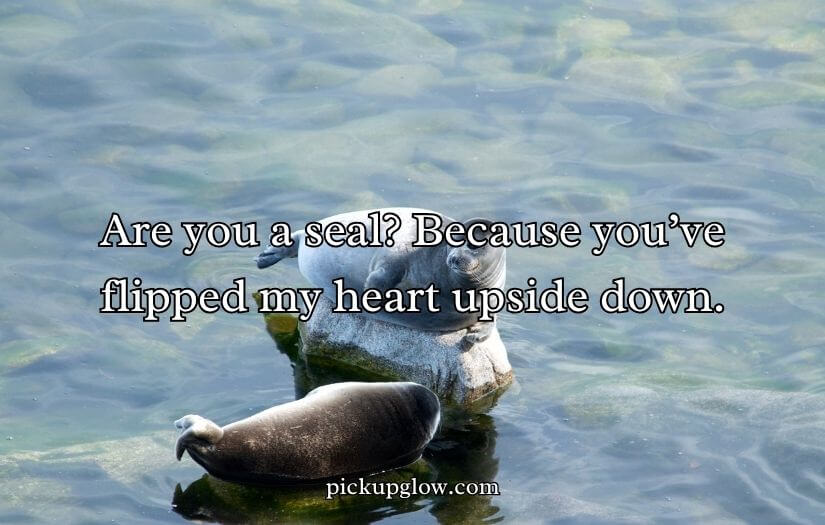 Seal Pickup Lines