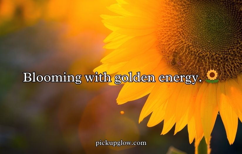 Sunflower Rizz Lines