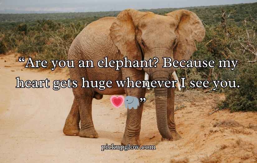 Best Elephant Pick Up Lines And Rizz