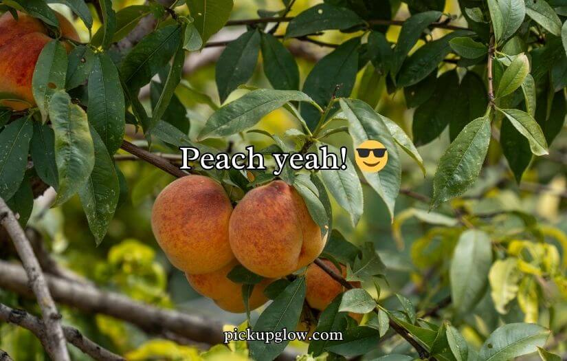 Funny Peach Puns