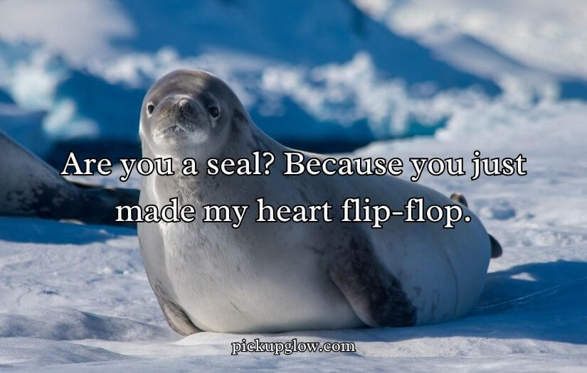 Seal Pickup Lines