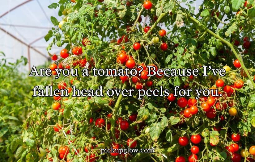 Tomato Pick Up Lines
