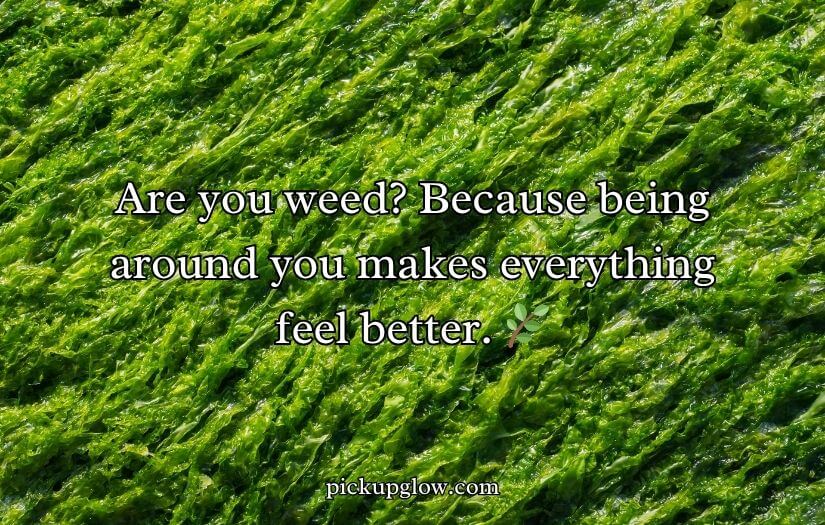 Weed Pickup Lines