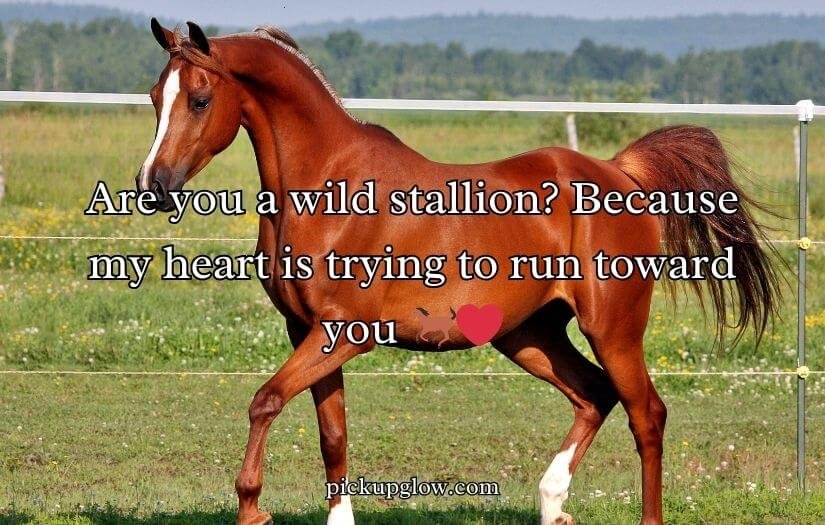 Horse Pick Up Lines