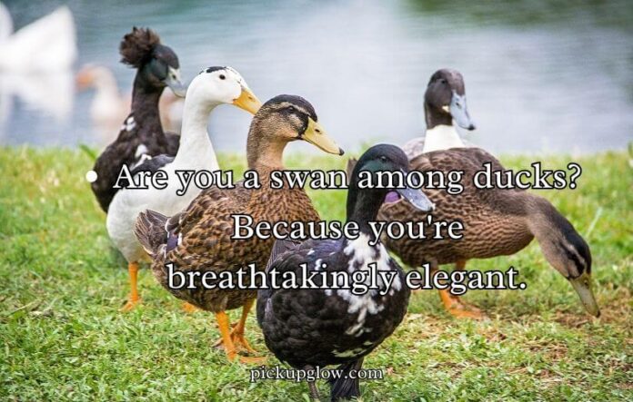 Duck Pick Up Lines