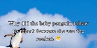 Penguin Jokes Puns and Jokes Penguin Jokes Puns and Jokes