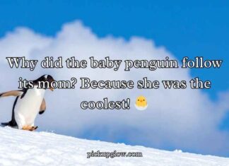 Penguin Jokes Puns and Jokes Penguin Jokes Puns and Jokes