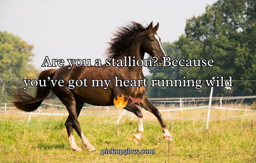 Horse Pick Up Lines