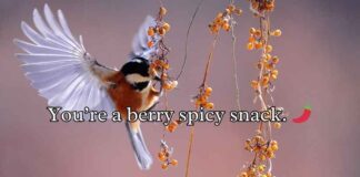 Berry Puns Berry Puns