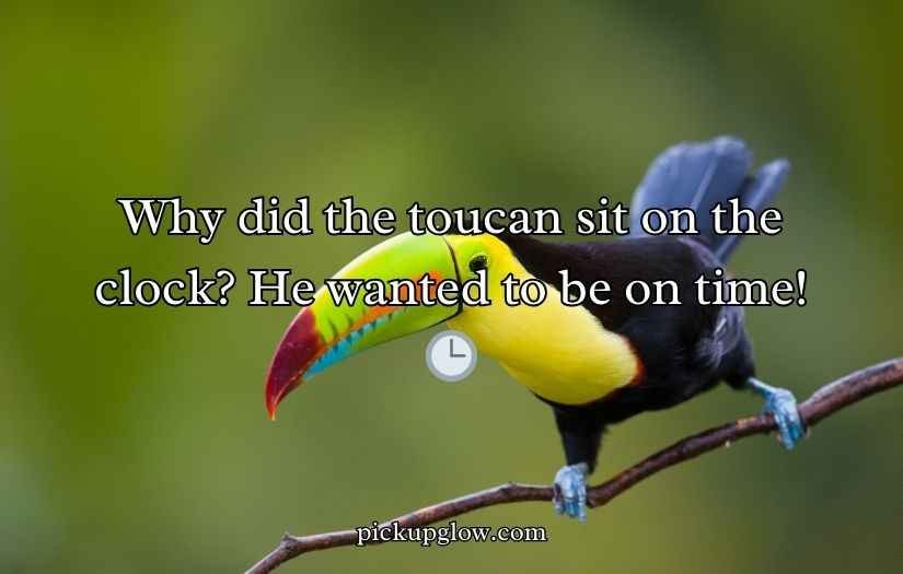 Toucan Puns and Jokes