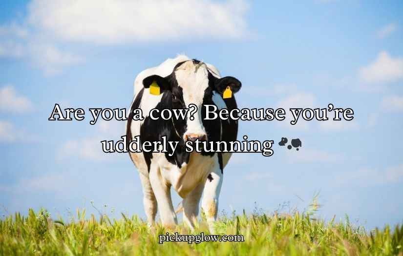 Cow Pick Up Lines