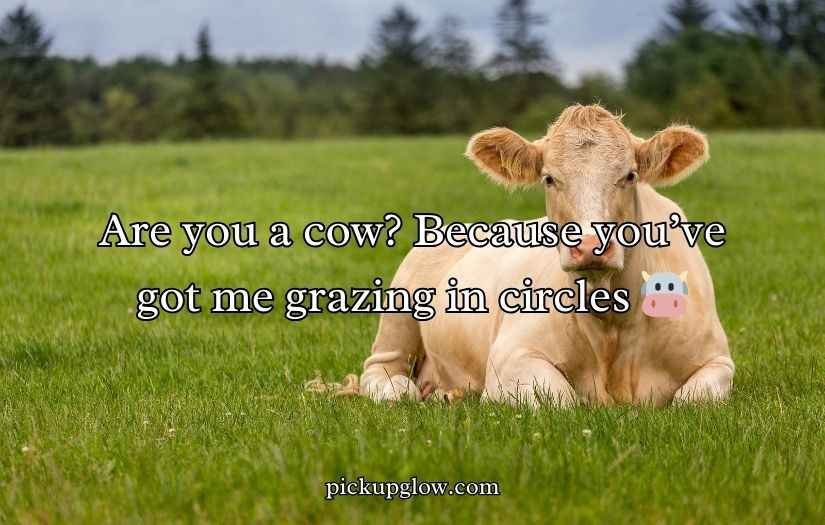 Cow Pick Up Lines