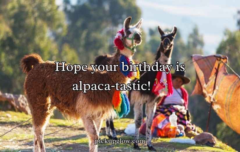 Llama Puns and Jokes