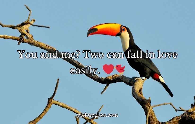 Toucan Puns and Jokes