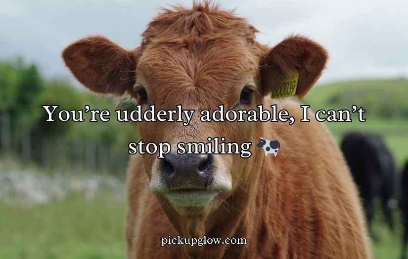 Cow Pick Up Lines
