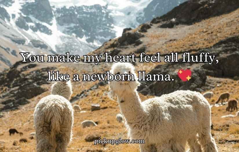 Llama Puns and Jokes