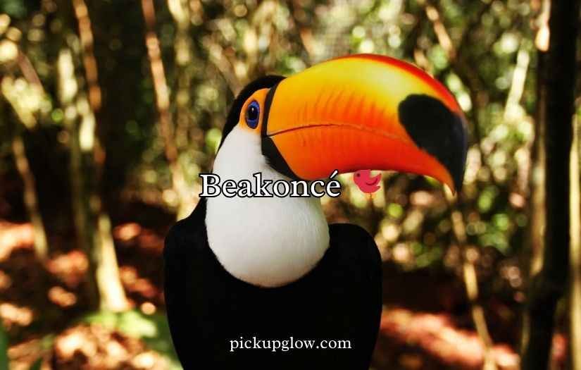 Toucan Puns and Jokes