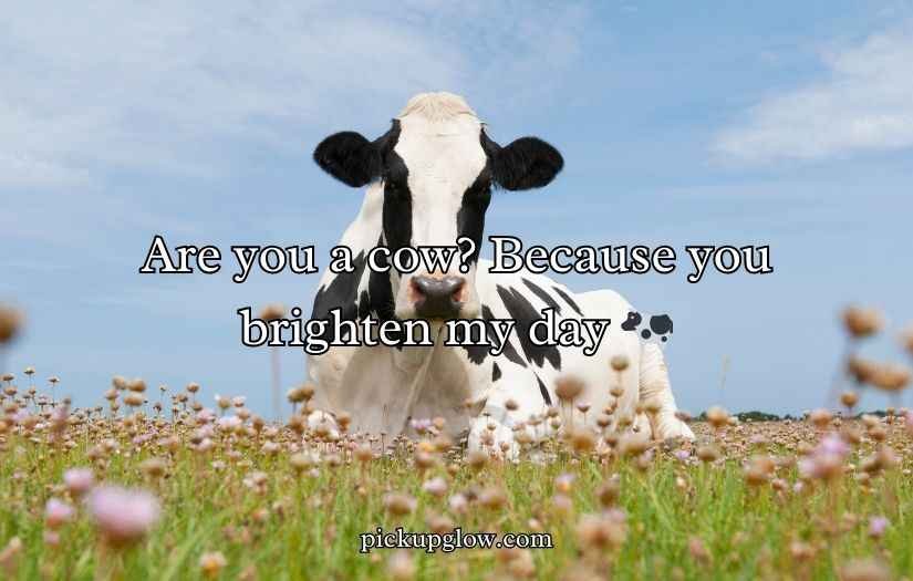 Cow Pick Up Lines