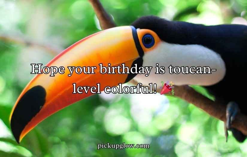 Toucan Puns and Jokes