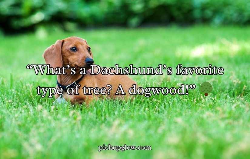 Dachshund Puns