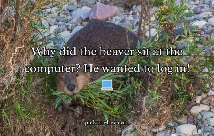 Beaver Puns