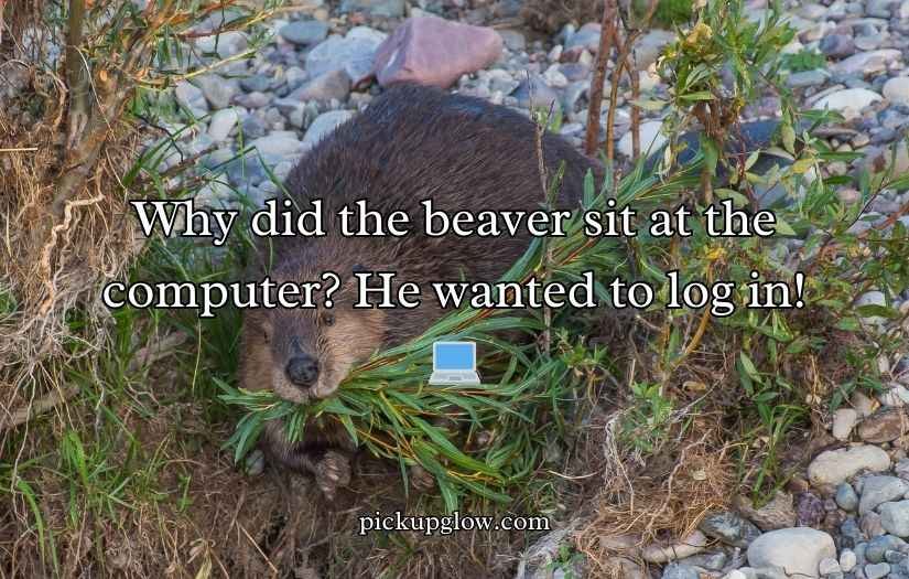 Beaver Puns