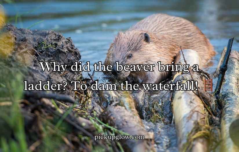 Beaver Puns