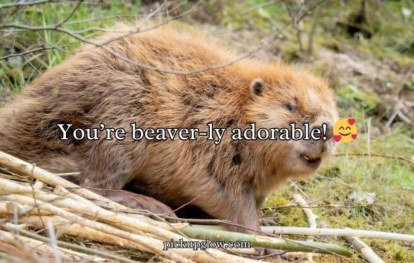 Beaver Puns