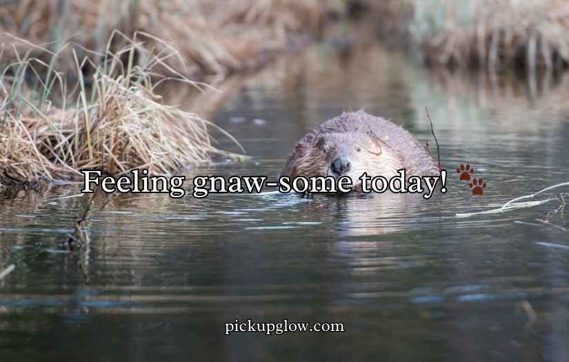 Beaver Puns