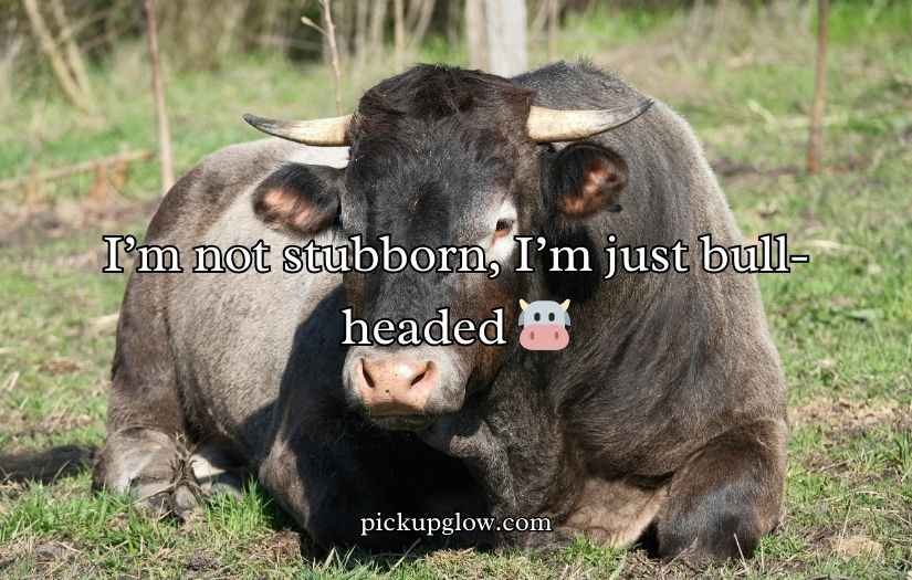 Bull Puns