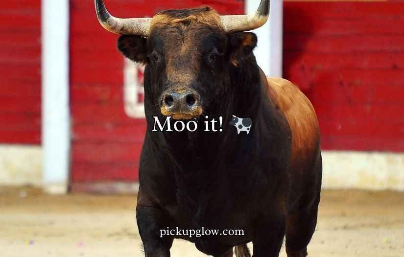 Bull Puns