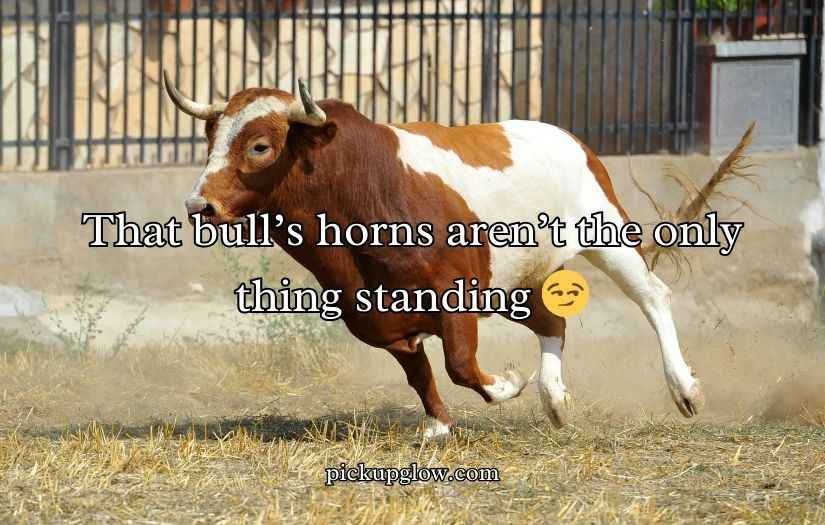 Bull Puns