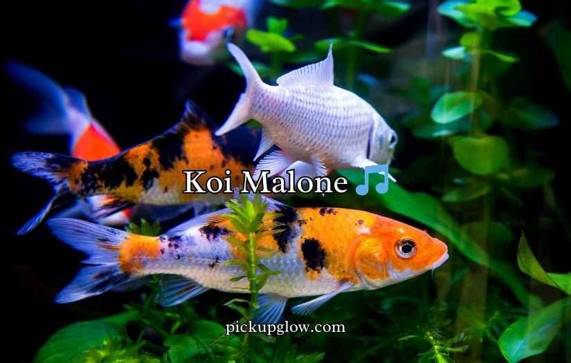 Koi Fish Puns and Jokes