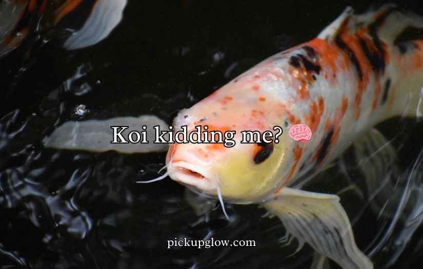 Koi Fish Puns and Jokes