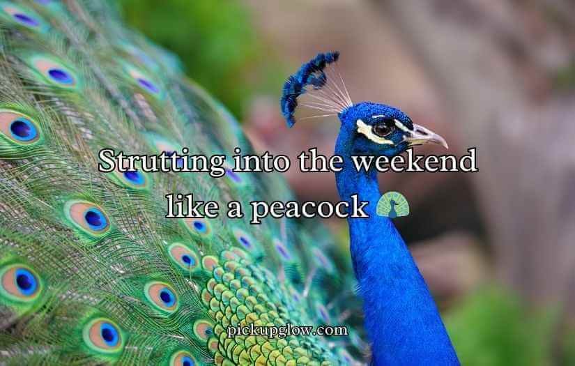 Peacock Puns