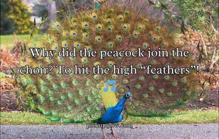 Peacock Puns