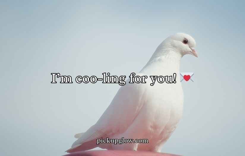 Pigeon Puns and Jokes