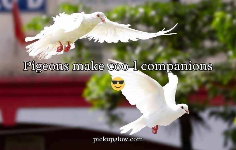 Pigeon Puns and Jokes