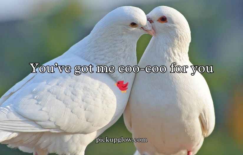 Pigeon Puns and Jokes