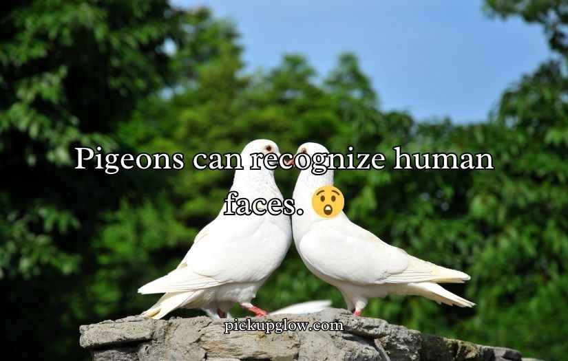 Pigeon Puns and Jokes