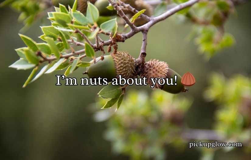 Acorn Puns