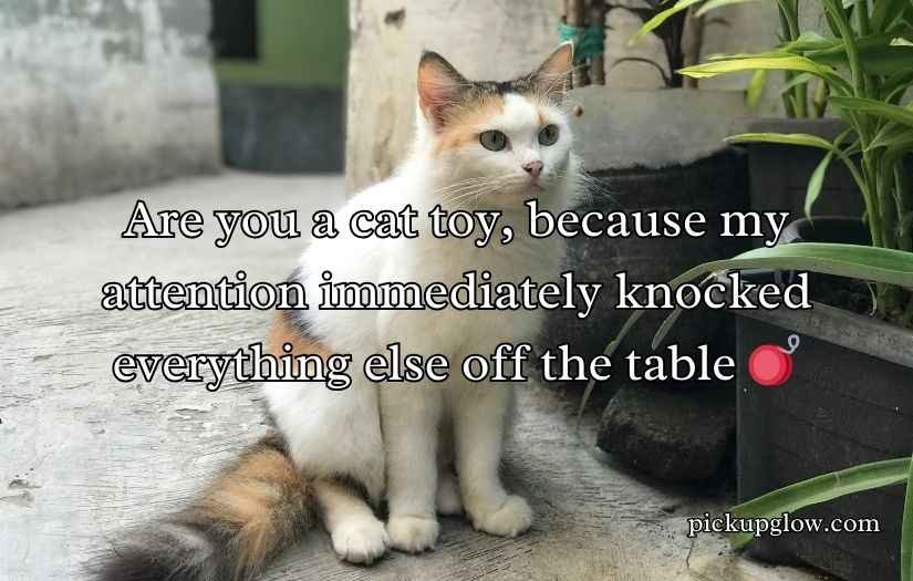 Cat Pick Up Lines